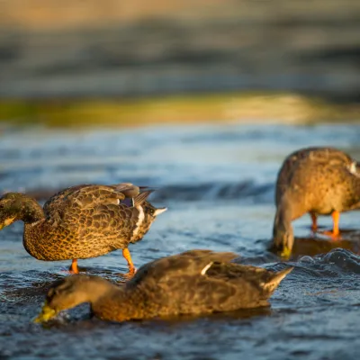 a bird standing next to a body of water